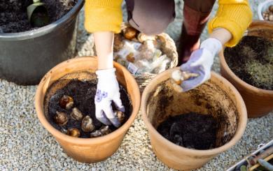 Two hands wearing gardening gloves planting bulbs into terracotta pots