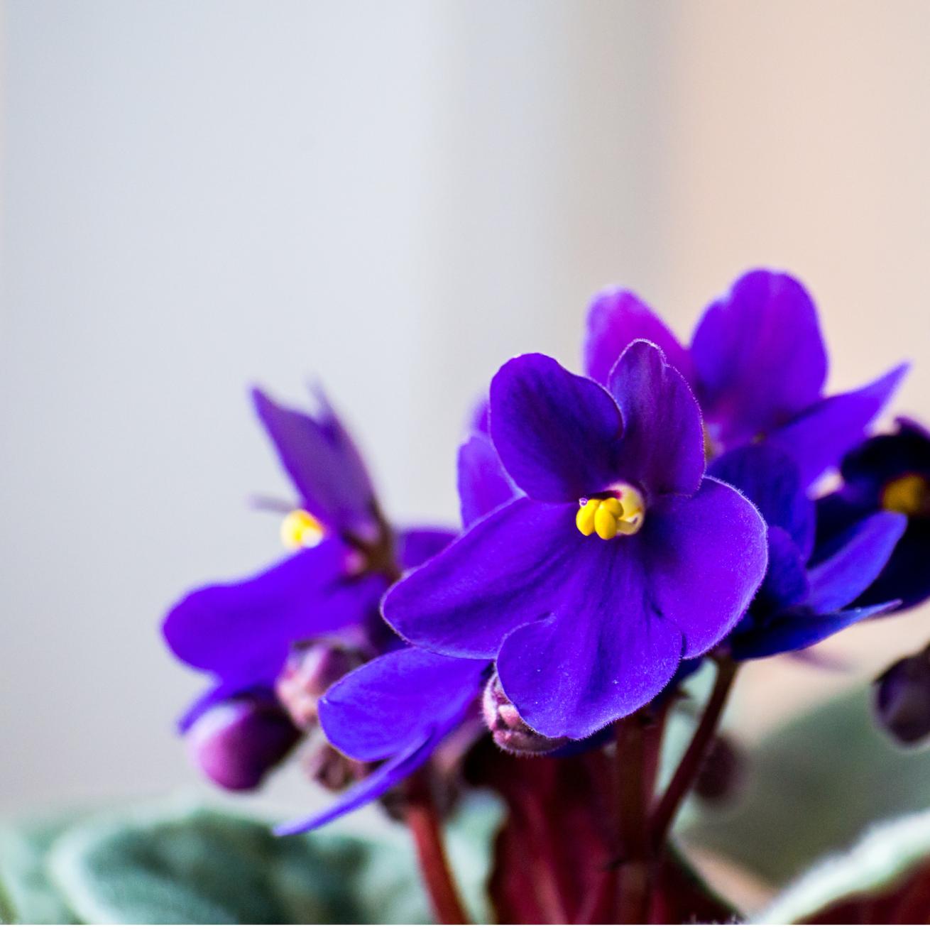 African Violet (Saintpaulia) plant in front of a grey wall