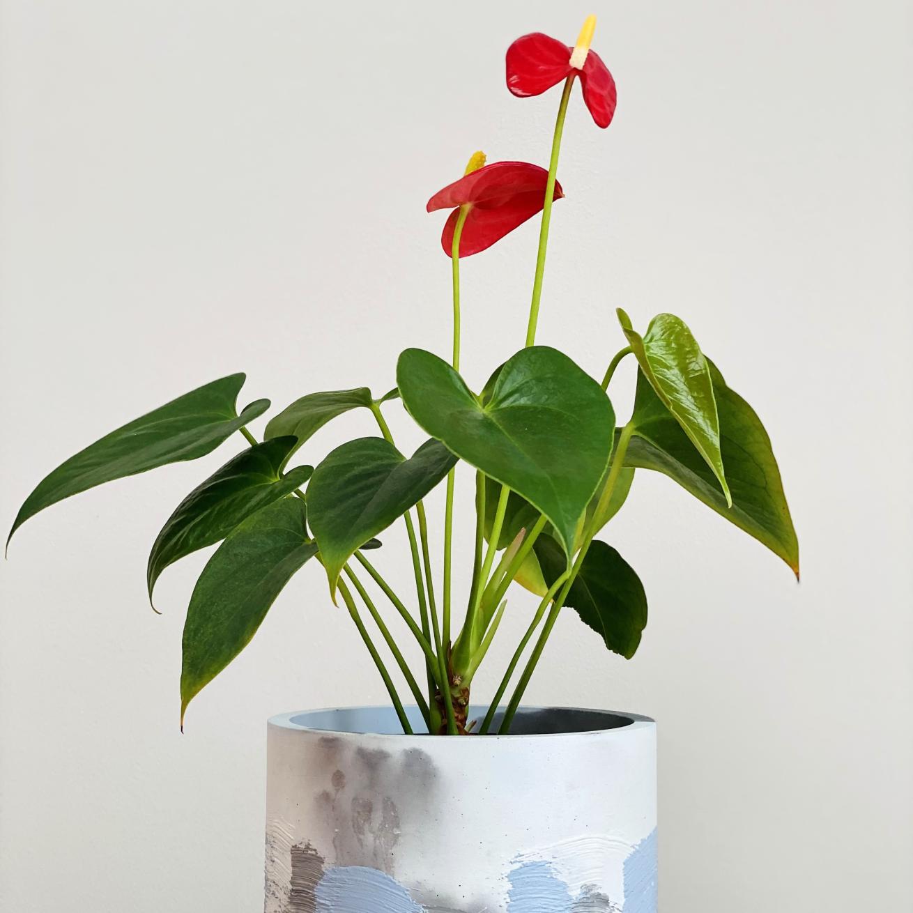 Anthurium plant in a multicoloured pot in front of a grey wall 