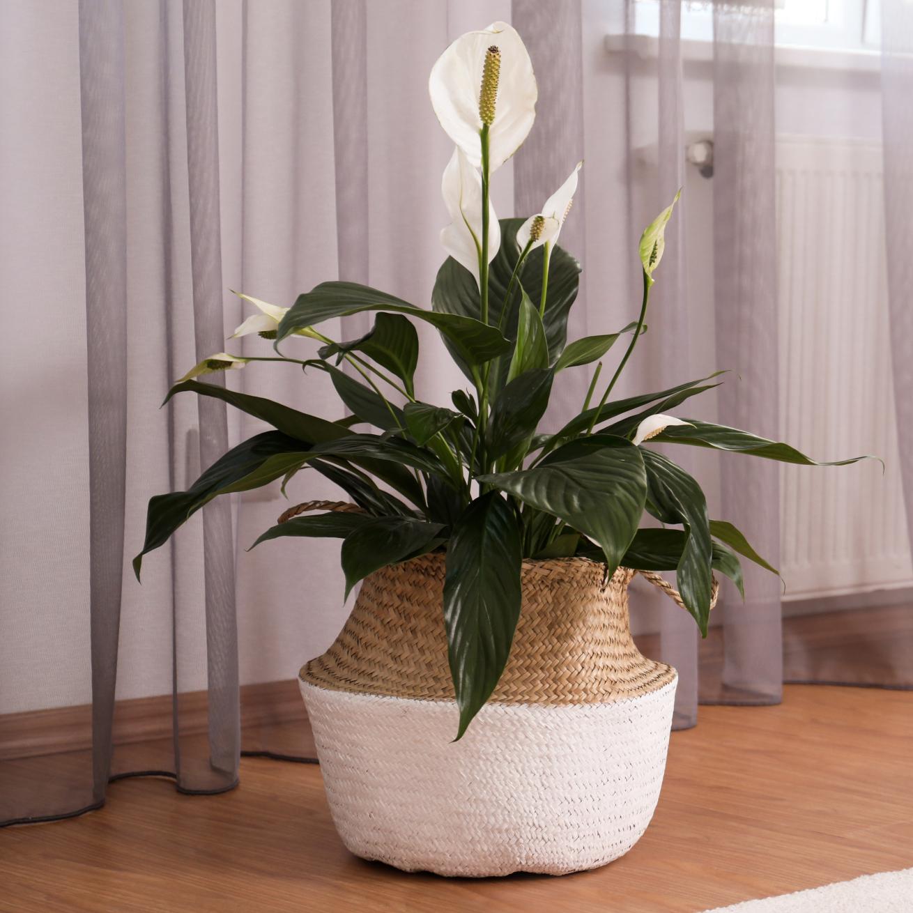 A peace lily plant with a white flower in a wicker basket placed in front of a net curtain