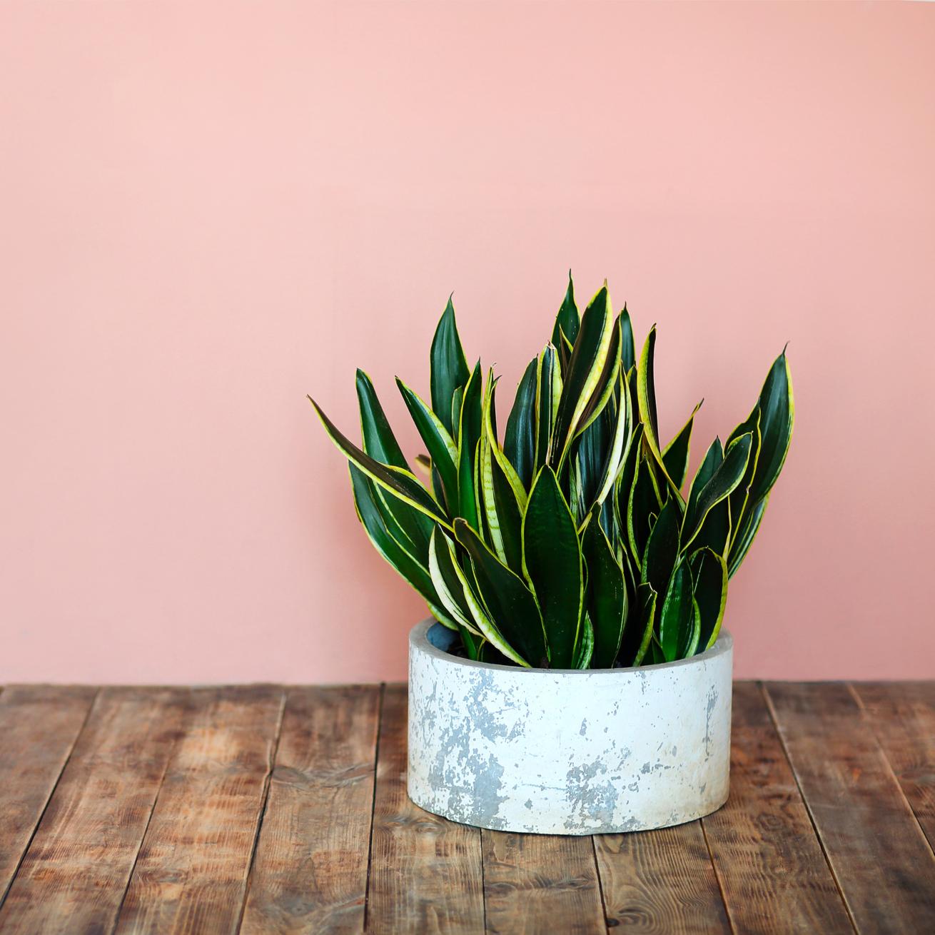 A snake plant in a grey and white pot on a wooden floor in front of a pink wall