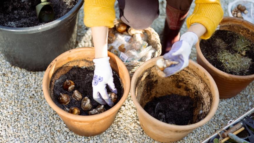 Two hands wearing gardening gloves planting bulbs into terracotta pots