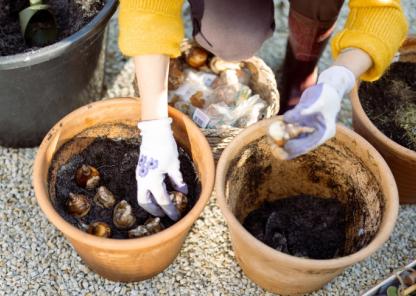 Two hands wearing gardening gloves planting bulbs into terracotta pots